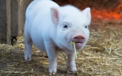 Desarrollan corazones de humanos en embriones de cerdos