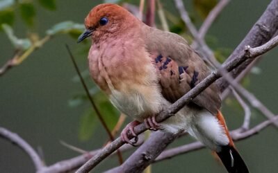 Sigue la lucha para reproducir un ave en especie de extinción