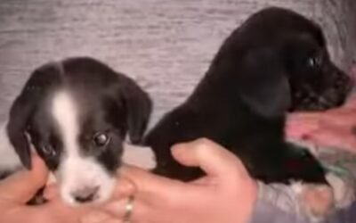 Rescataron a dos perros y un caballo de un pozo ciego