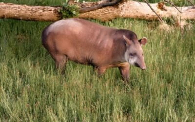 Reapareció un animal tras estar 100 años extinto