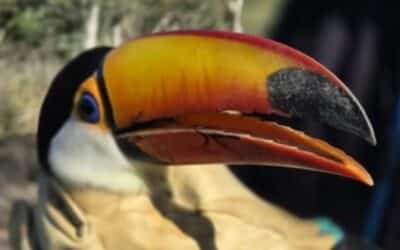 Liberaron a aves exóticas en Jujuy