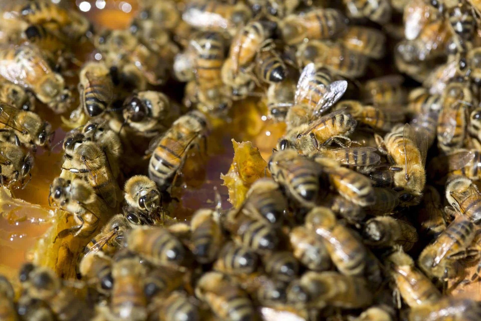 Exportaciones de abejas y miel se dispararon en 2025