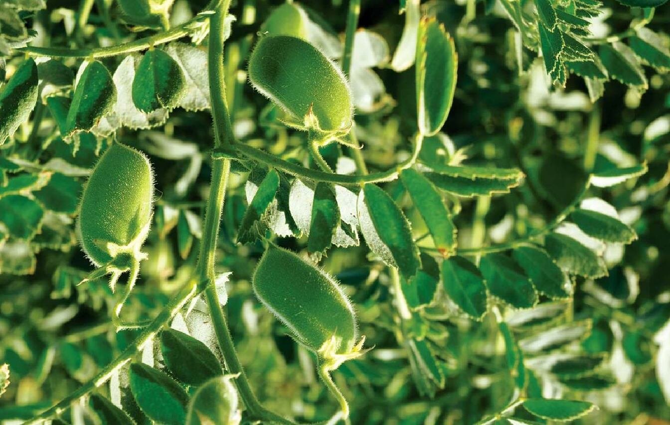 La campaña 2025/26 del garbanzo en Santiago del Estero finalizó con una producción histórica (Revista Chacra)