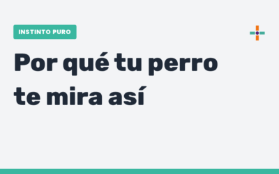 La mirada intensa de tu perro al hacer caca tiene explicación